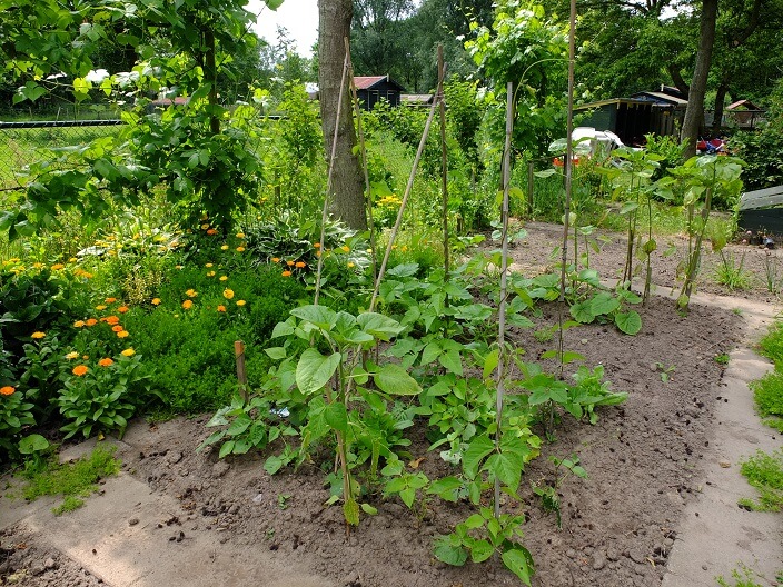 beginnen met een moestuin