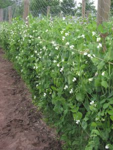 planten in een tuin