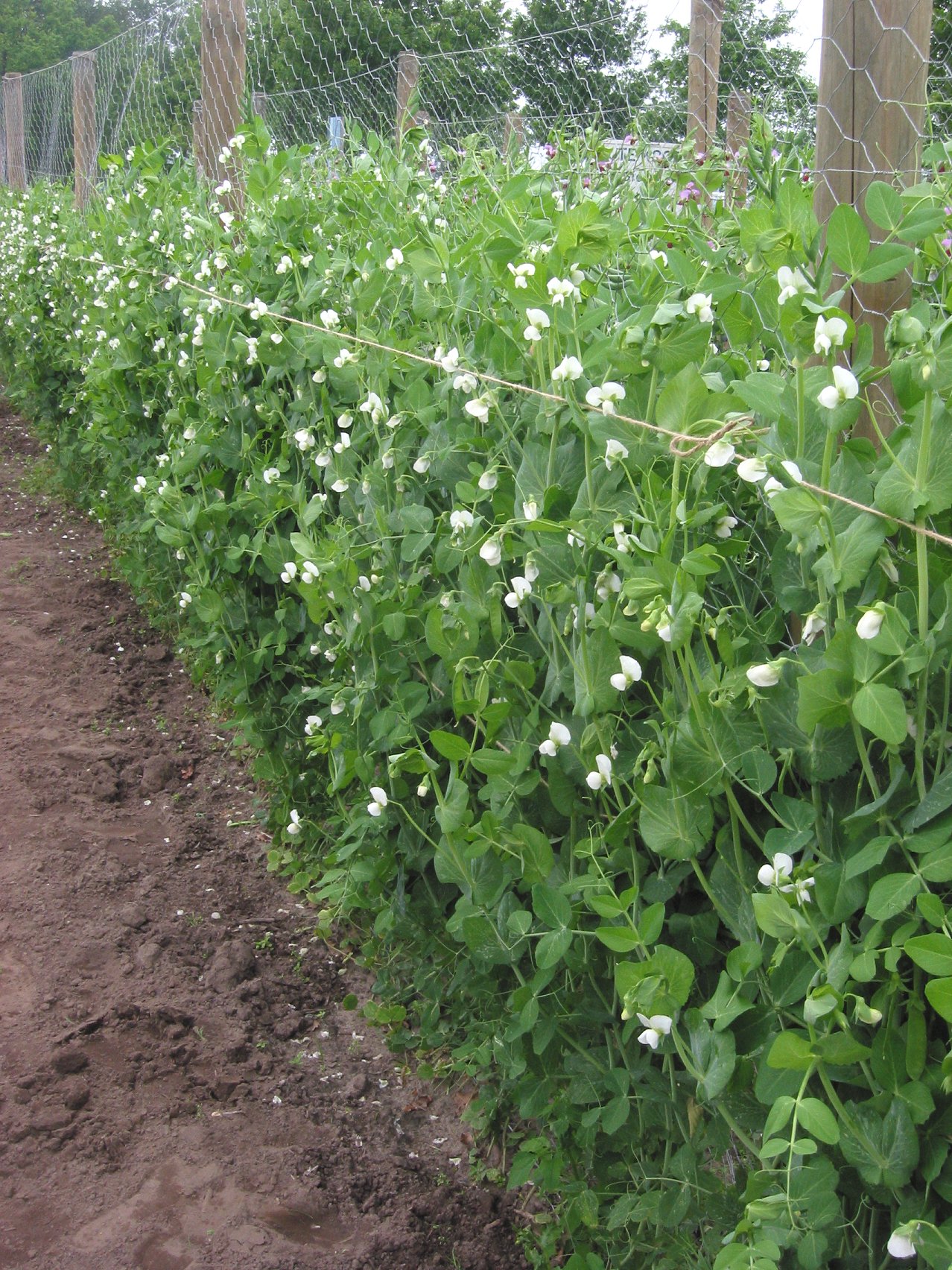 planten in een tuin