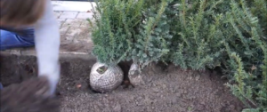 taxus planten