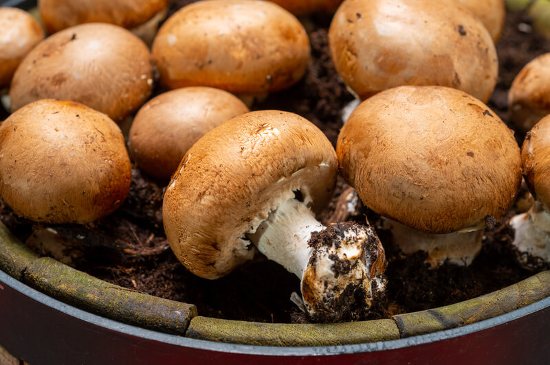Zelf champignons kweken