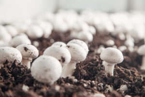 champignons kweken