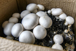 eigen-champignons-kweken