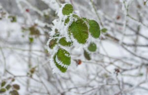 winterklaar maken tuin