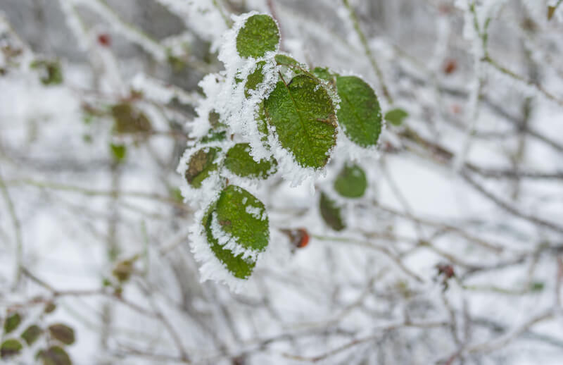 winterklaar maken tuin