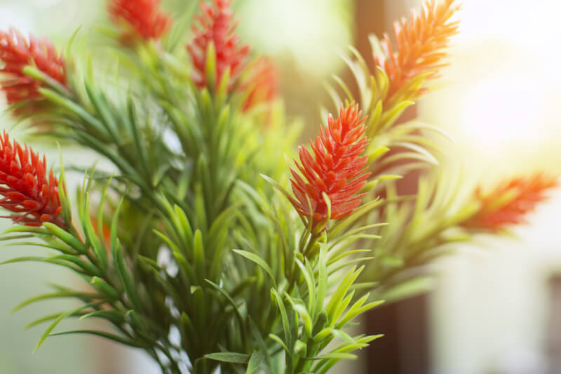 kunstplanten