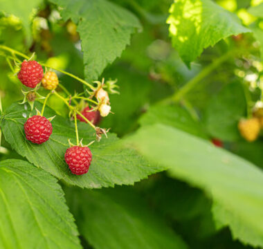 soorten fruit voor in de moestuin