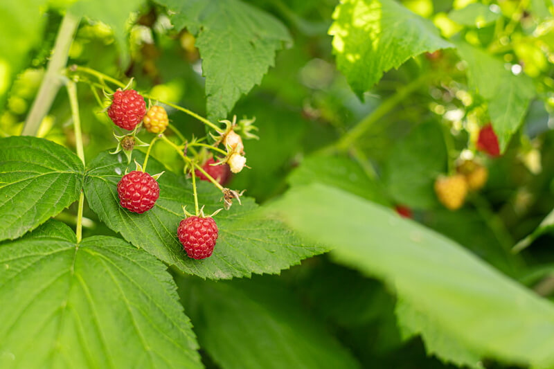 soorten fruit voor in de moestuin