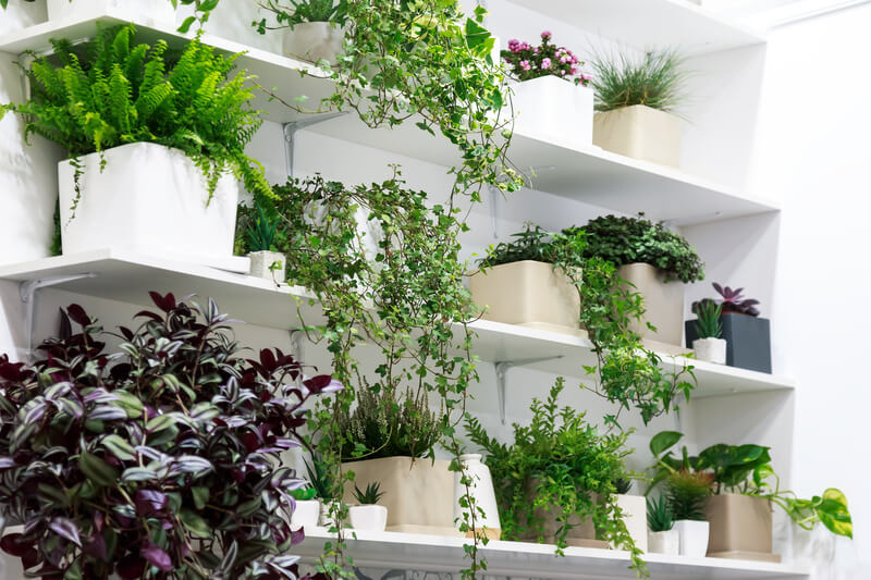 kamerplanten