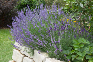 lavendel