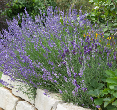 lavendel