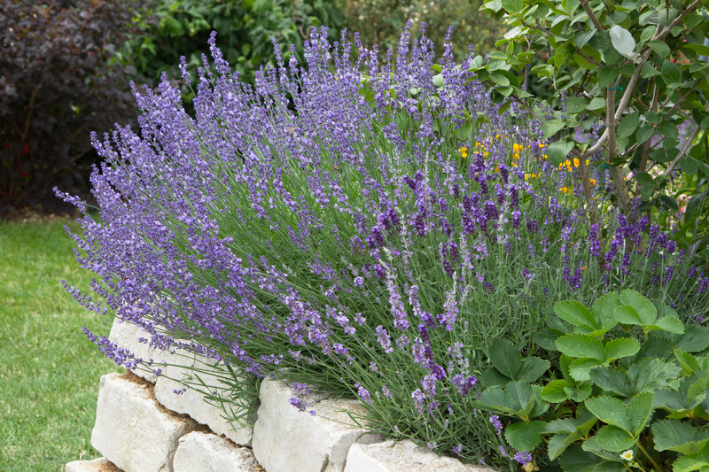 lavendel